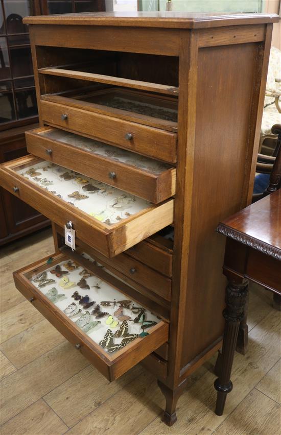 An oak floor-standing specimen cabinet containing exotic butterflies and moths, W.69cm